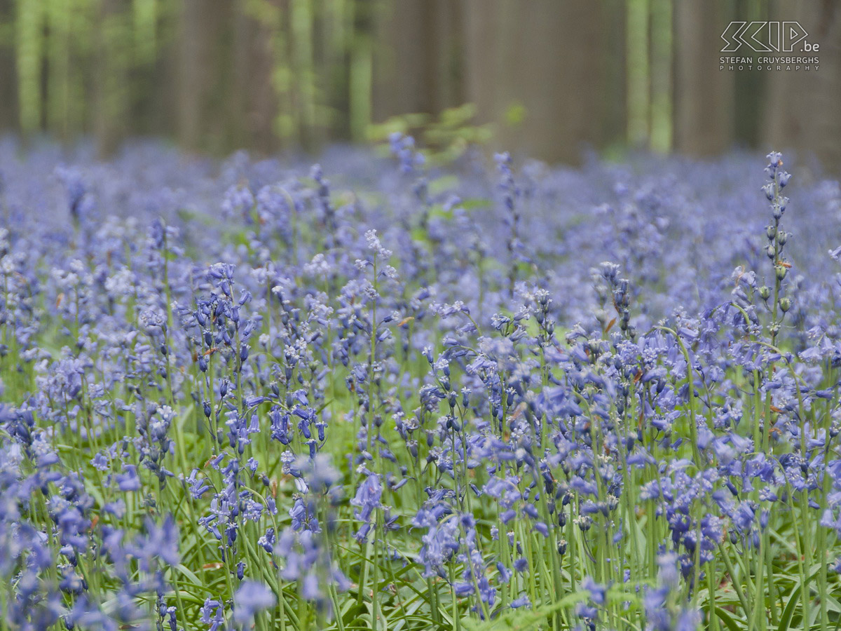 Hallerbos Foto's van het Hallerbos met zijn tapijt van blauwe boshyacinten (Hyacinthoides non-scripta) die het bos bedekken gedurende enkele weken in de lente. Stefan Cruysberghs